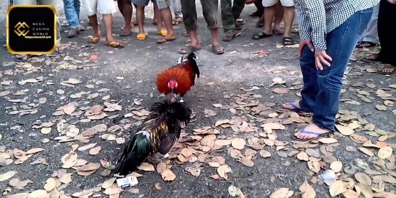 MCW19 – মোরগ লড়াইয়ের বাজি প্ল্যাটফর্ম যা বিশ্বাসযোগ্য
